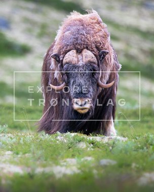 Moskus på Dovrefjell