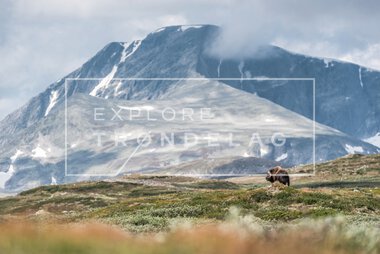 Moskus på Dovrefjell
