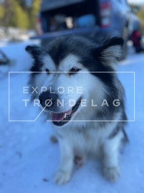 Norway Husky Adventure