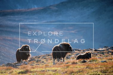 Moskus på Dovrefjell