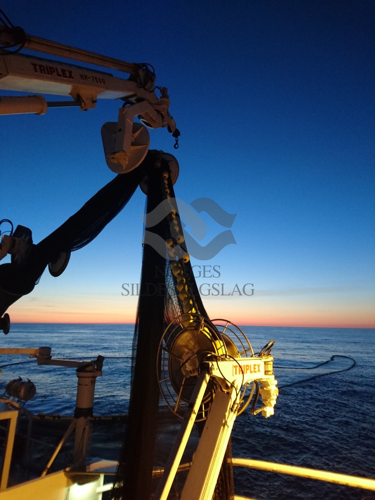 Fiske etter Nordsjøsild - Rav