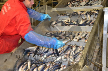 Nordsjøsild levering på Pelagia Kvalvåg