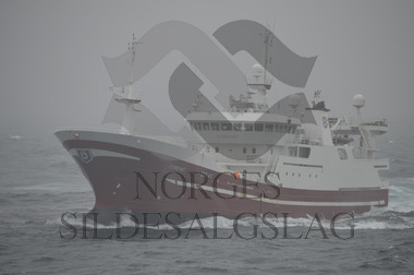 Storeknut på nordsjøsild 2013