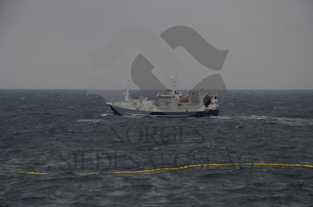 Krossfjord kaster på nordsjøsild 2013