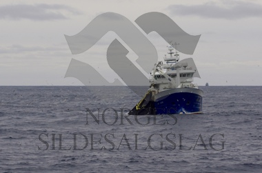 Liafjord på loddefisket 2016