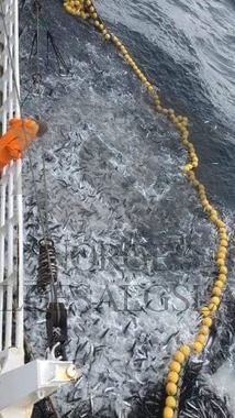 Makrellkast 2016 Radek