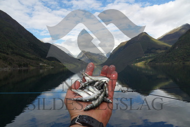  SAMSUNG DIGITAL CAMERA