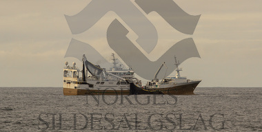 X Teigenes på loddefiske 