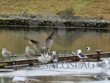 Måker på kaikanten