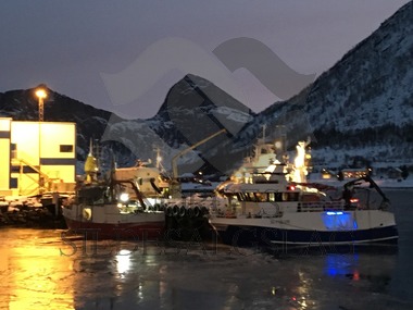 Lossing i Senjahopen