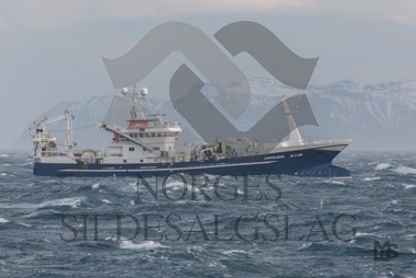 Leinebjørn på lodde 2017