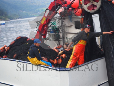 Unge fiskere på brislingfiske med Vårbud    