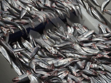 Northbay pelagic produksjon     