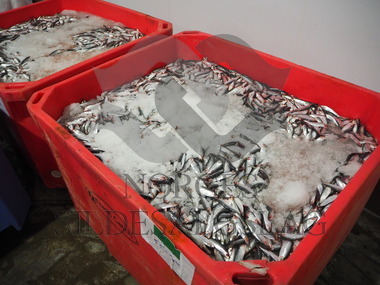 Northbay Pelagic Produksjon    