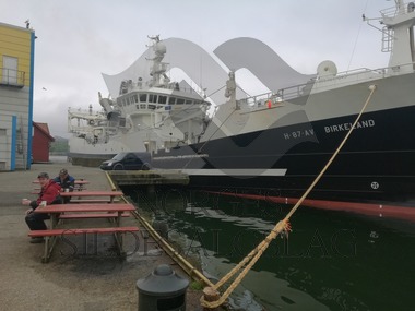 X Birkeland på matjesauksjon 2017