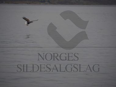 Ørn utenfor Rebbenesøy   