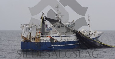 X Selvåg Senior med kast Nordsjøsild 2017