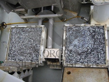 Tobis på tankene Ves 2017