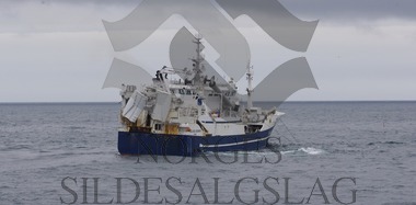 X Selvåg Senior med kast på nordsjøsild 2017