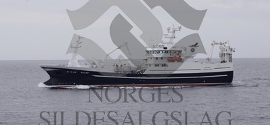 X Rogne på nordsjøsild 2017