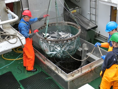 Kariane leverer makrell i Torsken