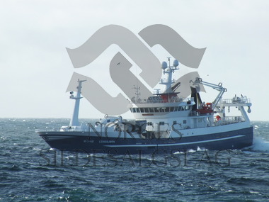 Leinebjørn på makrell 2015