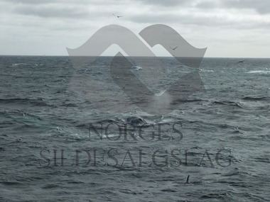 Hval på makrellfeltet 2015