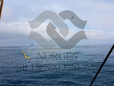 Bilder fra Vikanøy Nordsjøsild Juni 2017