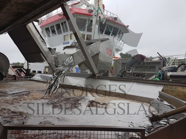 Bilder fra Vikanøy Nordsjøsild Juni 2017