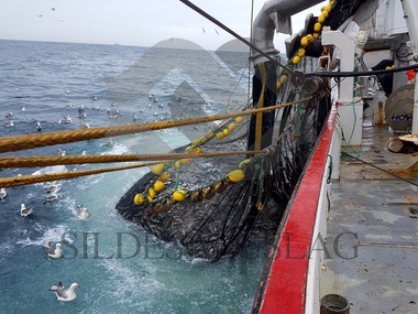 Bilder fra Vikanøy Nordsjøsild Juni 2017