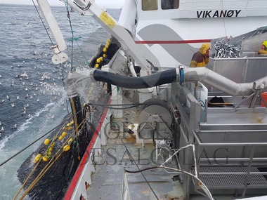 Bilder fra Vikanøy Nordsjøsild Juni 2017