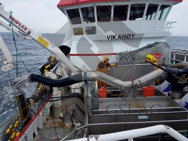 Bilder fra Vikanøy Nordsjøsild Juni 2017