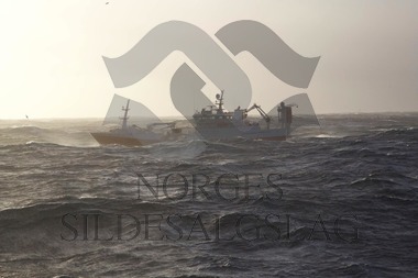 Brennholm på kolmulefiske