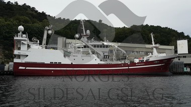 Storeknut som losset skagerak sild hos Global 