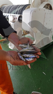 Havbrisling fra Storeknut