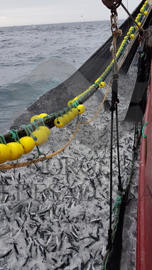 Makrellkast Storeknut