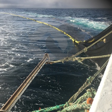 X Rogne kaster på makrell 2017