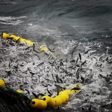 X Rogne med makrellkast 2017