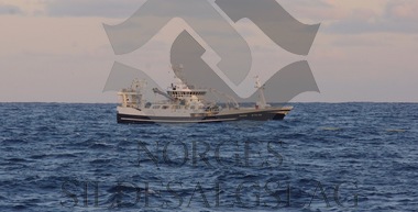 X Rogne kaster lodde ved Island