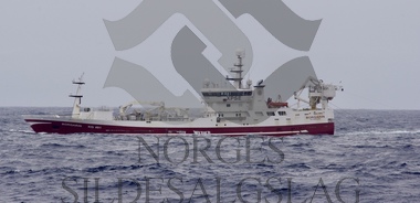 Diverse lodde og kolmule Borgarin