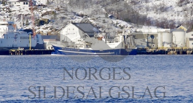 Diverse lodde og kolmule Rødholmen