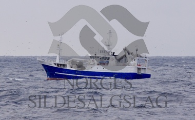 Sjøglans på loddefiske i Barentshavet 2018