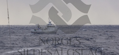 Albacore på loddefiske i Barentshavet 2018