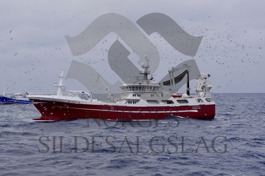 Havstål med loddekast Barentshavet 2018