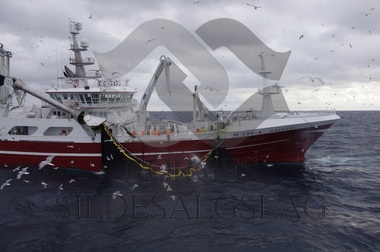 Havstål med loddekast i Barentshavet 2018