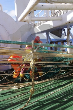 Tråling på Storeknut Kolmule 2018