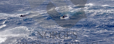 Storm grindhval hval