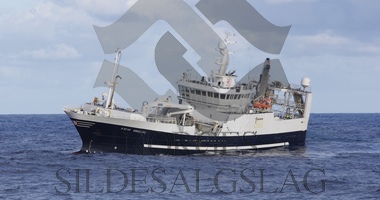 Kolmulefiske X Birkeland