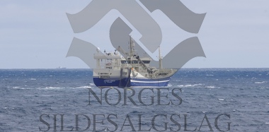 Nordsjøsild