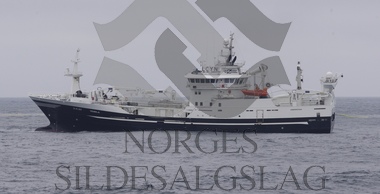 Nordsjøsild